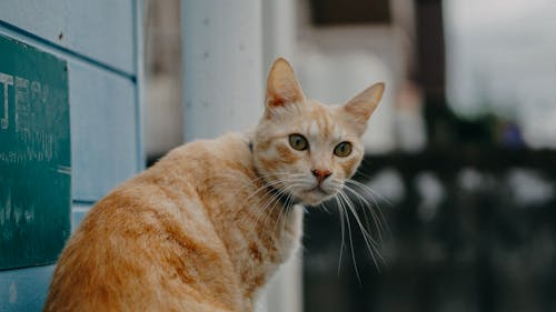 Free Orange Tabby Cat in Bokeh Photography Stock Photo