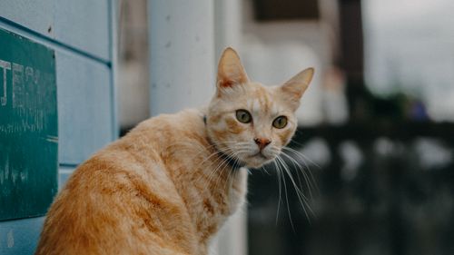 Free A curious ginger cat with striking eyes and whiskers, sitting outdoors looking back. Stock Photo