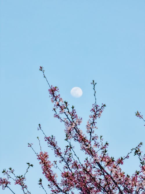 Ingyenes stockfotó bunga, bunga sakura, cseresznyevirágok témában