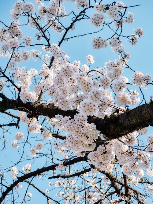 Free stock photo of bunga, bunga sakura, cherry blossoms