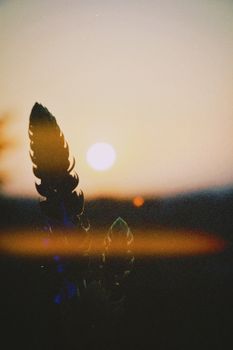 A serene silhouette of lupine flowers at sunset in Talgar, creating a peaceful dusk scene.