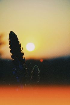 Captivating silhouette of flora against a vibrant sunset in Talgar, Kazakhstan. Experience tranquility in nature.