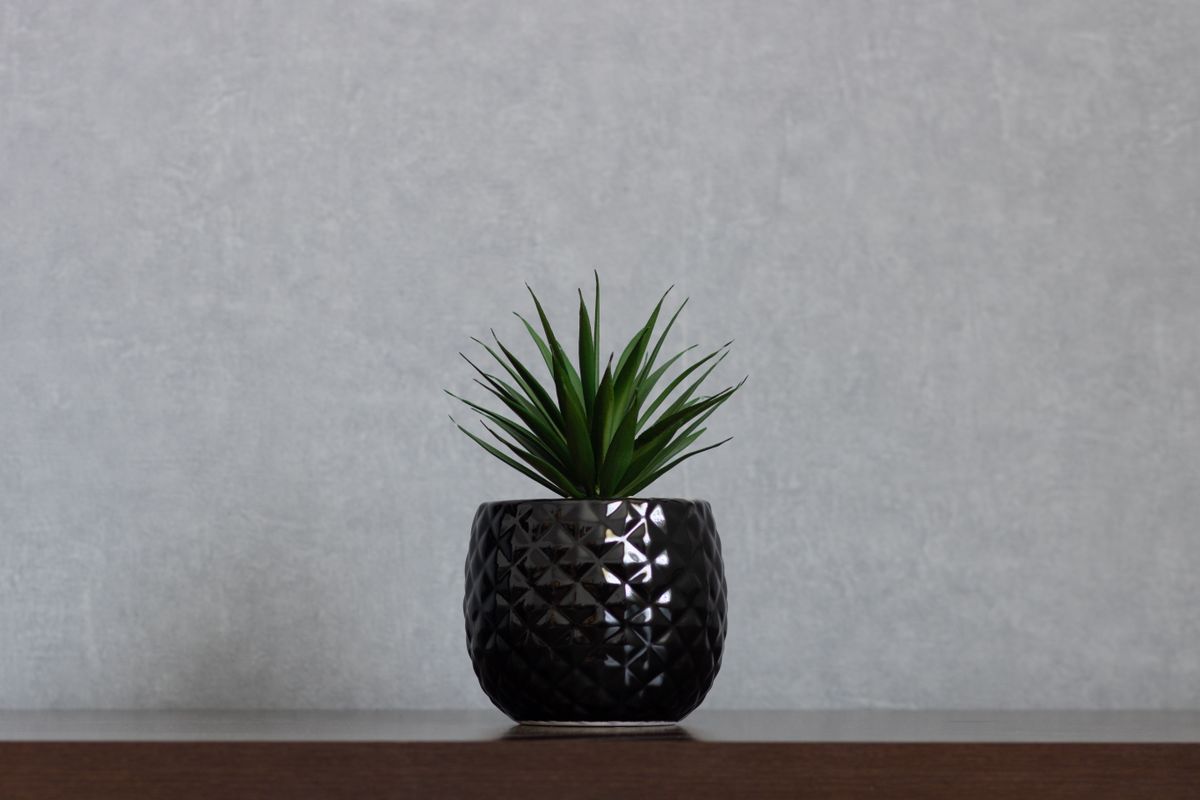 Single plant on a shelf with clear empty space around it