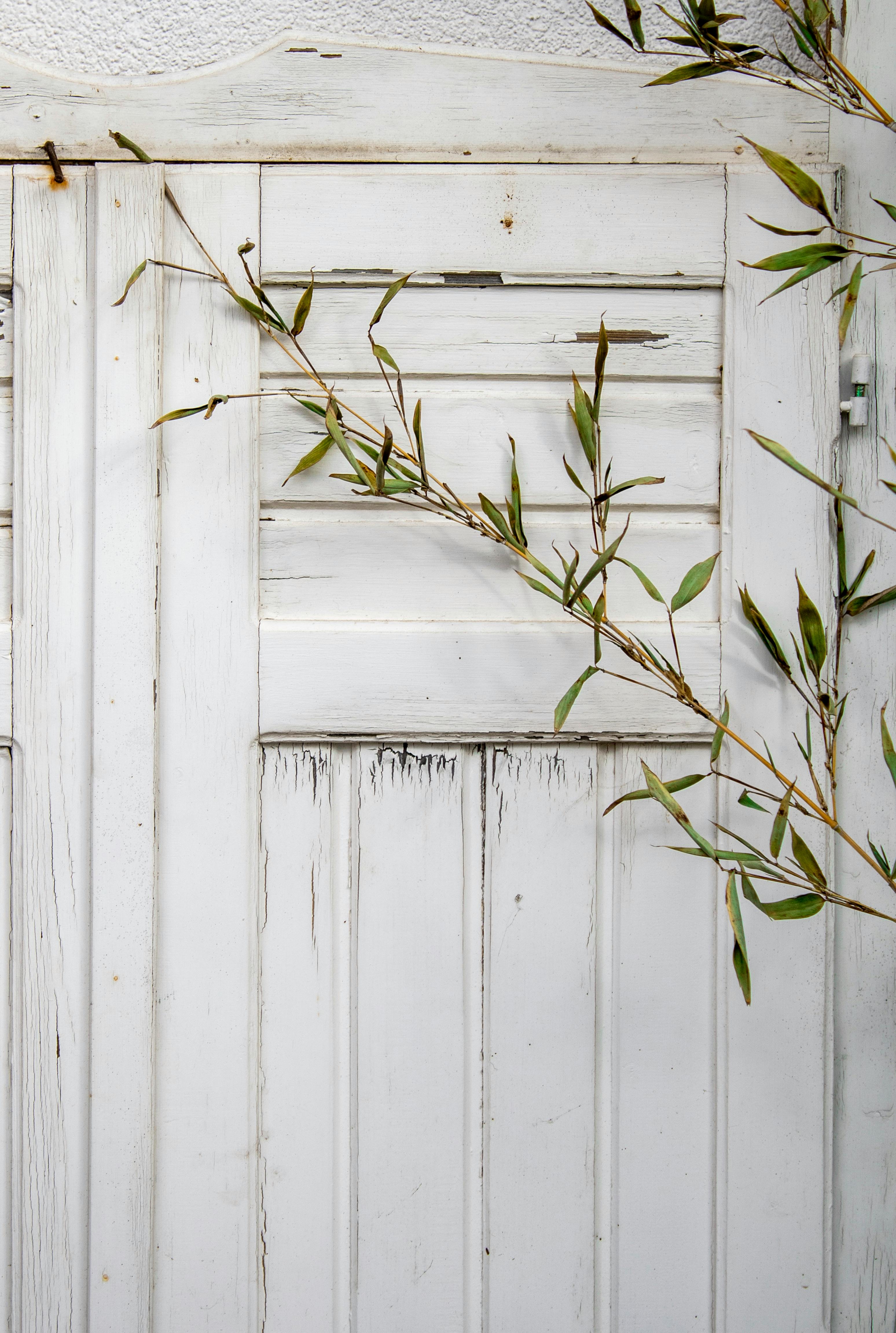 Old Wooden Door Painted White Free Stock Photo   Free Photo Of Old Wooden Door Painted White 