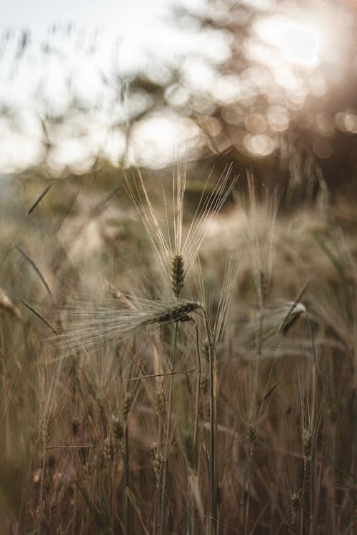 Darmowe zdjęcie z galerii z cienki, natura, pionowy strzał