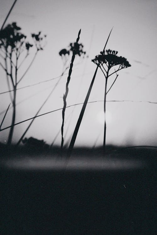Black and White Film Photo of Silhouetted Plants at Sunset