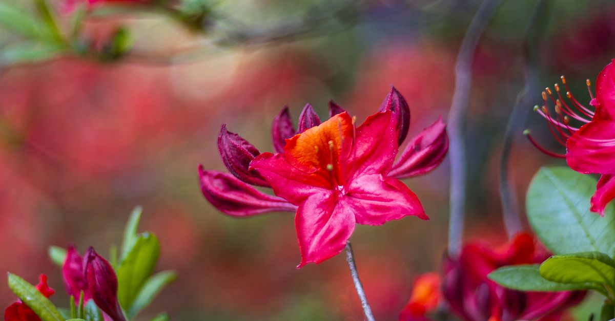 Azaleas Red Close up of Red Azalea Flowers · Free Stock Photo
