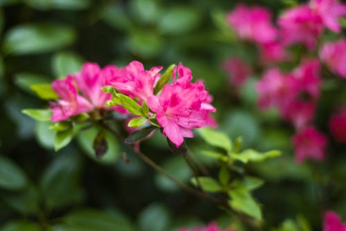 꽃, 꽃잎, 분홍색의 무료 스톡 사진