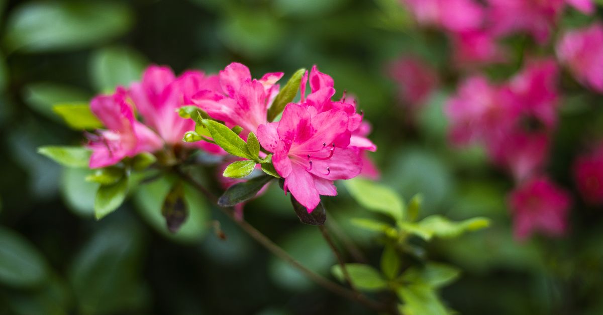 Cómo preparar tu jardín para la primavera: consejos esenciales
