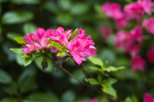 Free Close-up of vibrant pink azalea flowers in full bloom with lush green leaves. Stock Photo