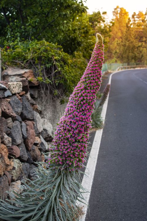 Free Vibrant Tenerife Bugloss flourishes along a scenic road, framed by a rustic stone wall during sunset. Stock Photo