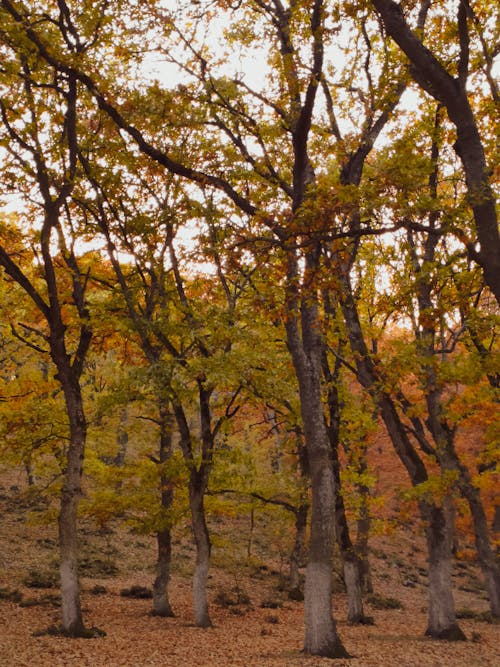 垂直ショット, 木, 森林の無料の写真素材