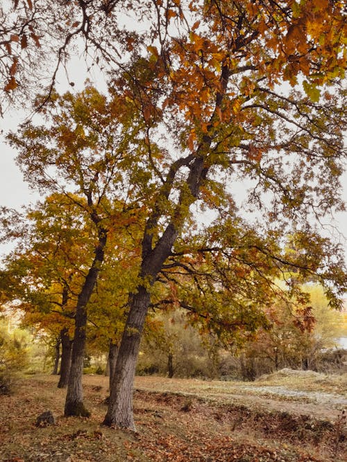 Darmowe zdjęcie z galerii z drzewa, jesień, kolorowy