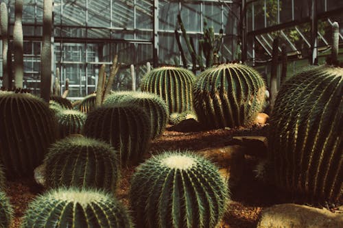 Cactus Plants in Greenhouse