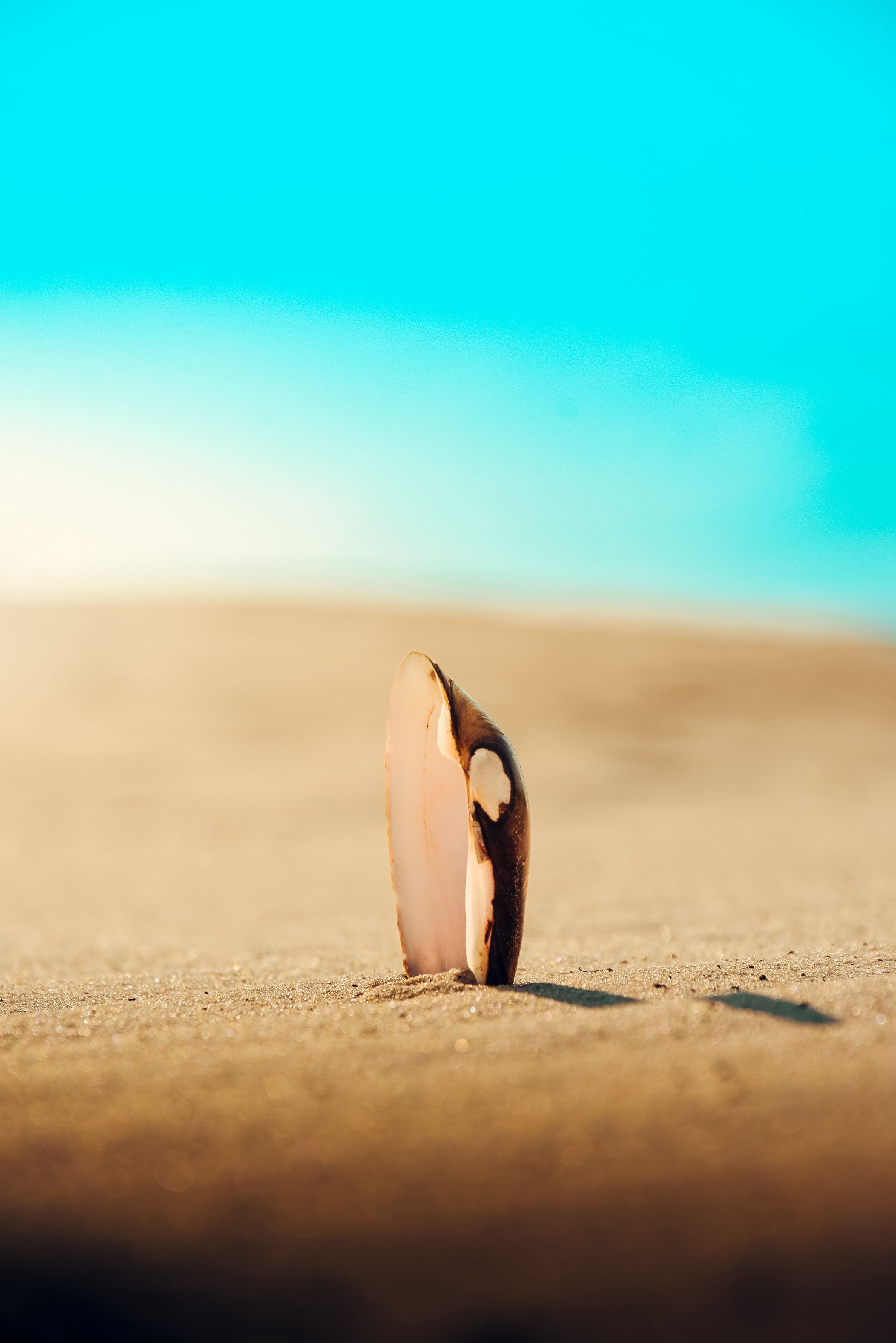 Close-up of a Shell in the Sand · Free Stock Photo