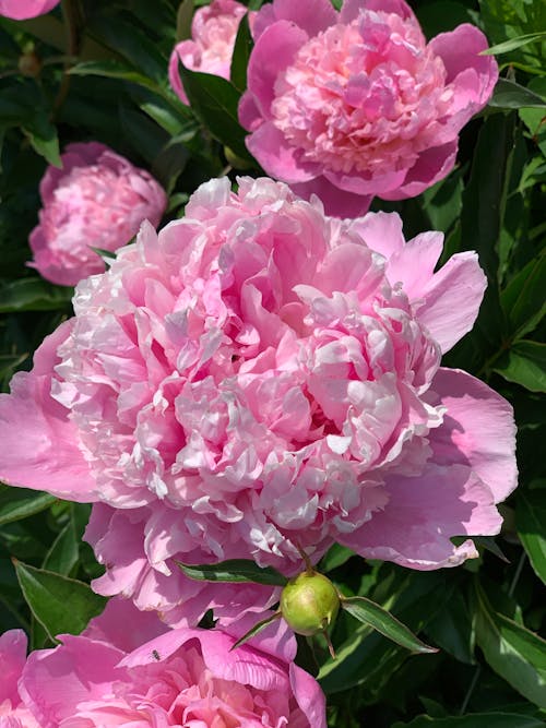 Close-up of Pink Flowers 