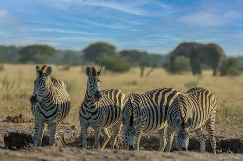 Gratis stockfoto met beesten, behang, dierenfotografie