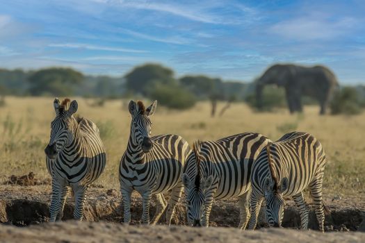 Four zebras stand in the African savanna with an elephant in the background, under a clear blue sky.