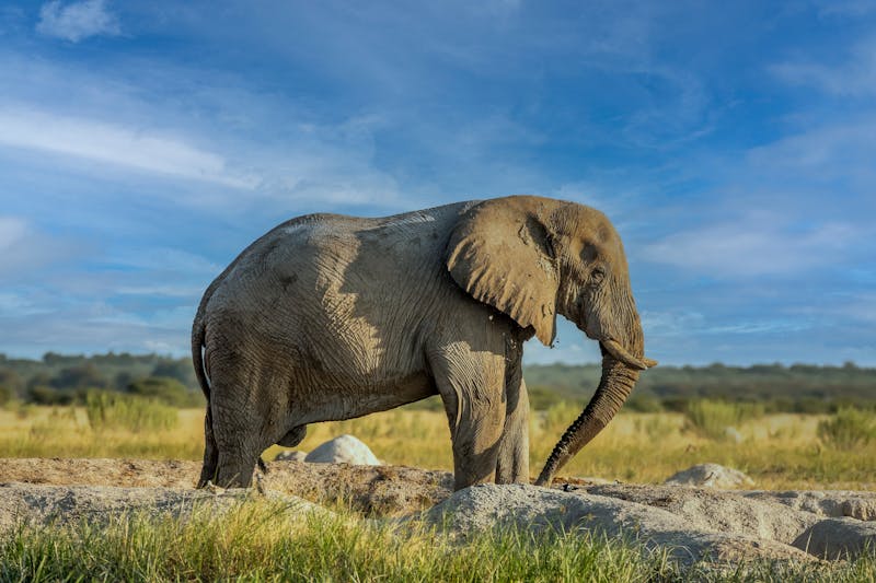 8k Elephant Wallpaper Photos, Download The BEST Free 8k Elephant ...