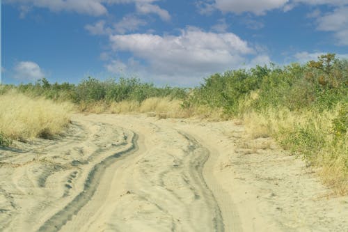 Rushes around Dirt Road on Sand