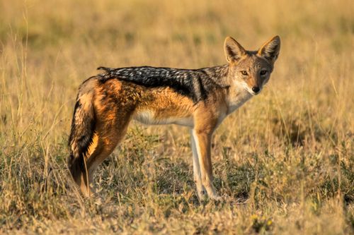 Free A black-backed jackal stands alert in its natural habitat, blending with the dry grass environment. Stock Photo