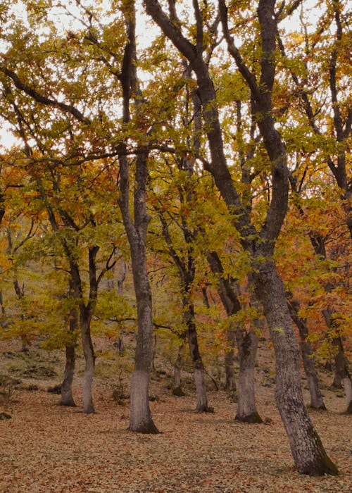 Fotobanka s bezplatnými fotkami na tému jeseň, krajina, les