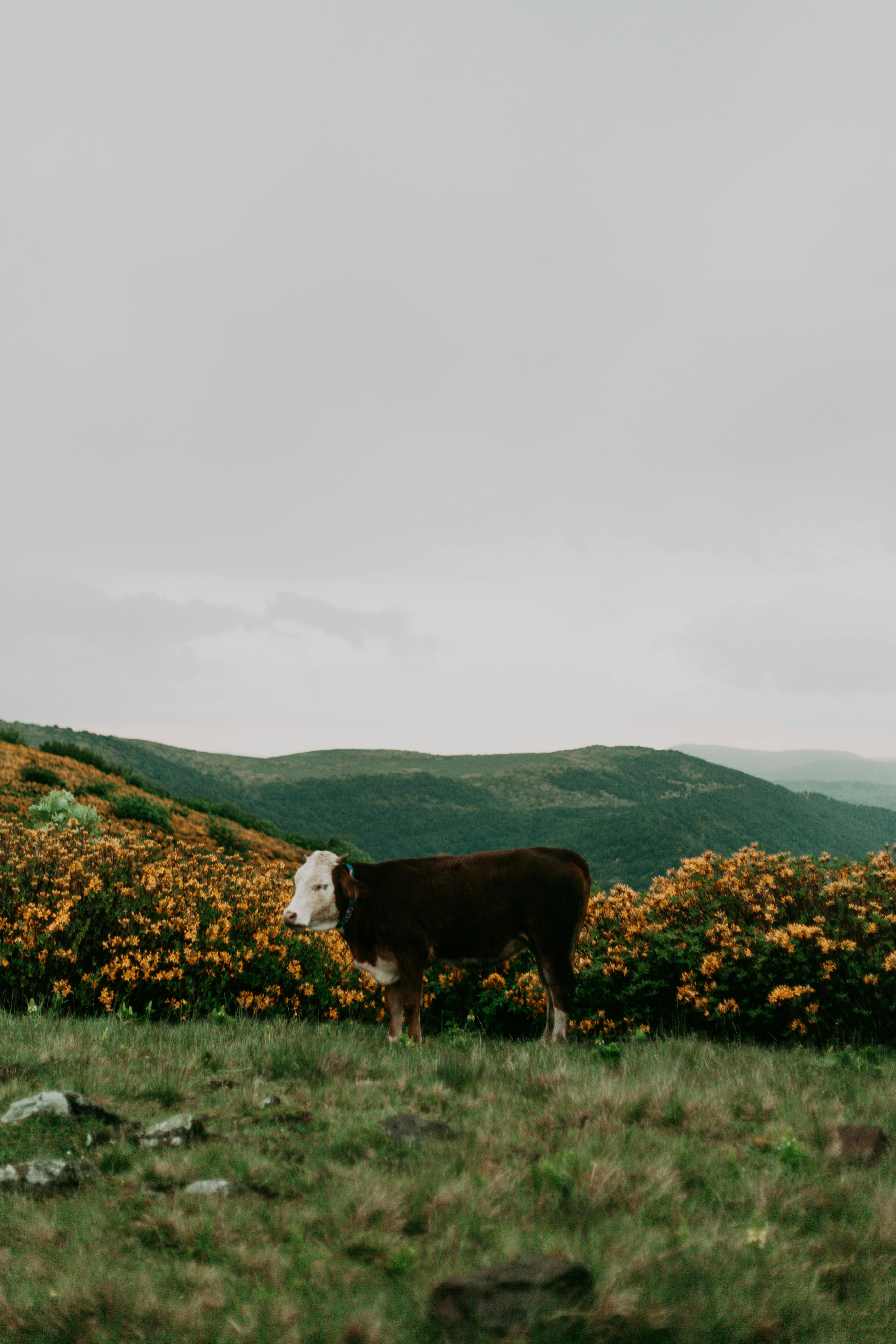 A cow stands in a lush mountain pasture with vibrant foliage and hills.