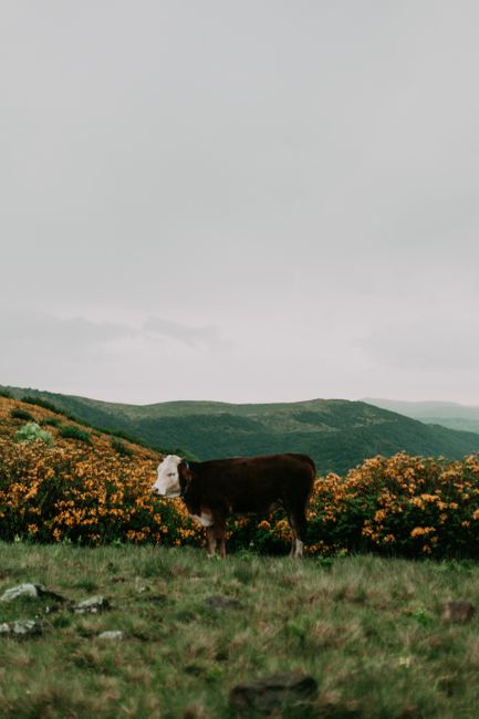 A cow stands in a lush mountain pasture with vibrant foliage and hills.