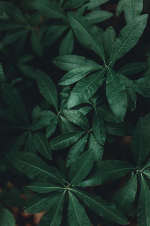 Free Dense green plant leaves creating a natural, serene backdrop. Stock Photo