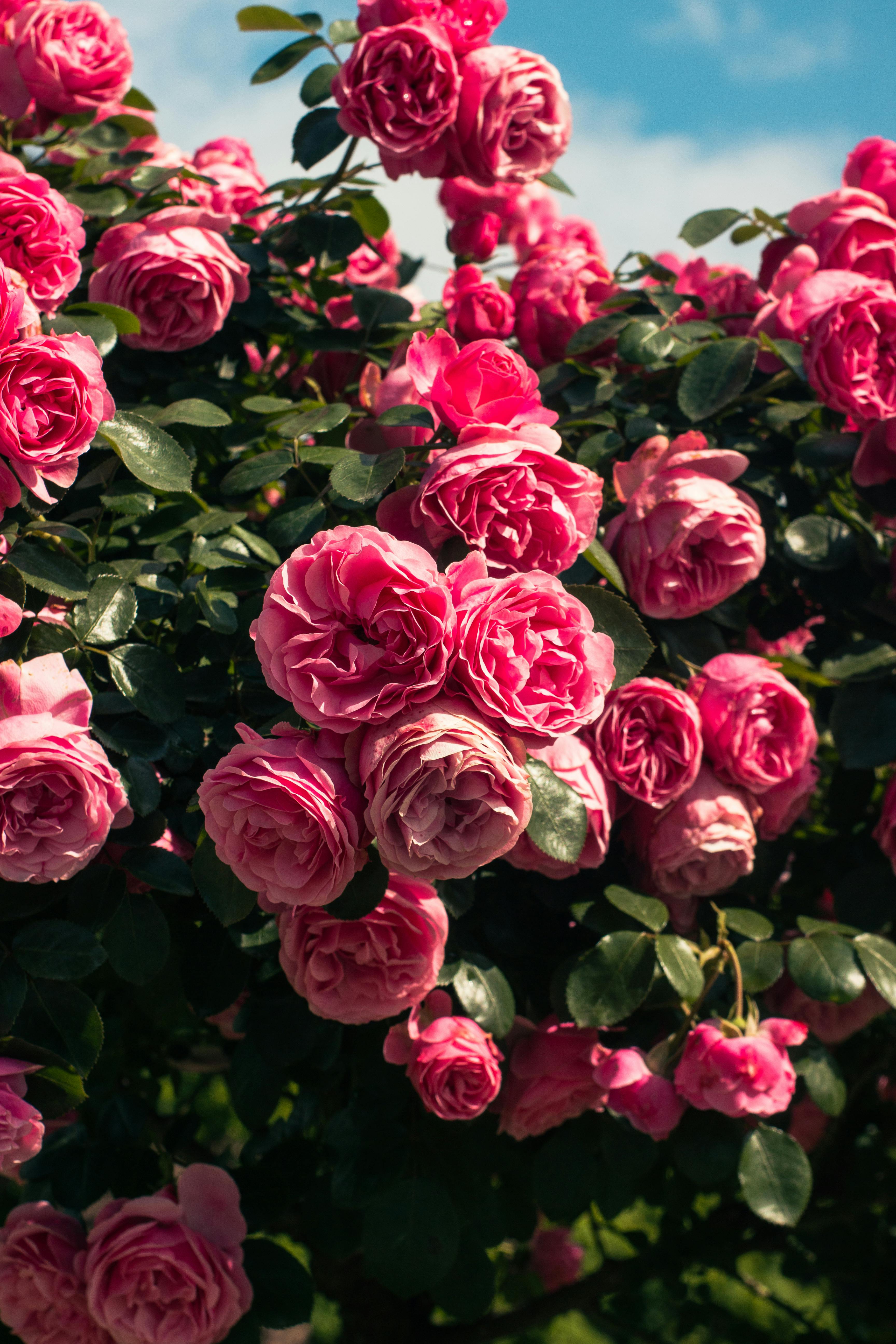 Wallpaper rose, 4k, HD wallpaper, pink, spring, flower, Nature #10354