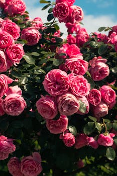 A vibrant cluster of pink roses blooming under the bright sky in an Istanbul garden.