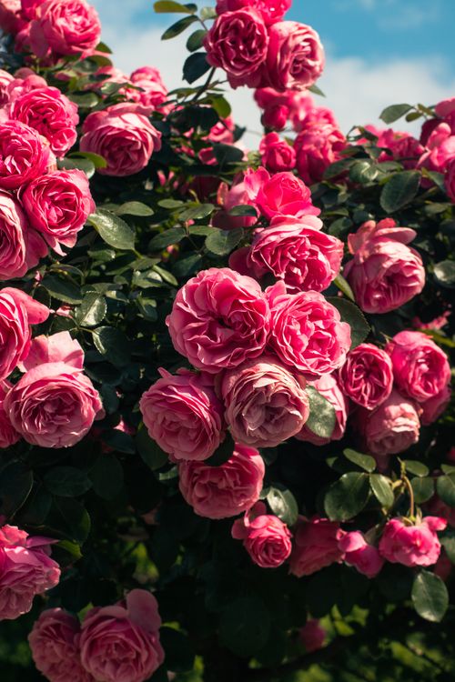 Free A vibrant cluster of pink roses blooming under the bright sky in an Istanbul garden. Stock Photo