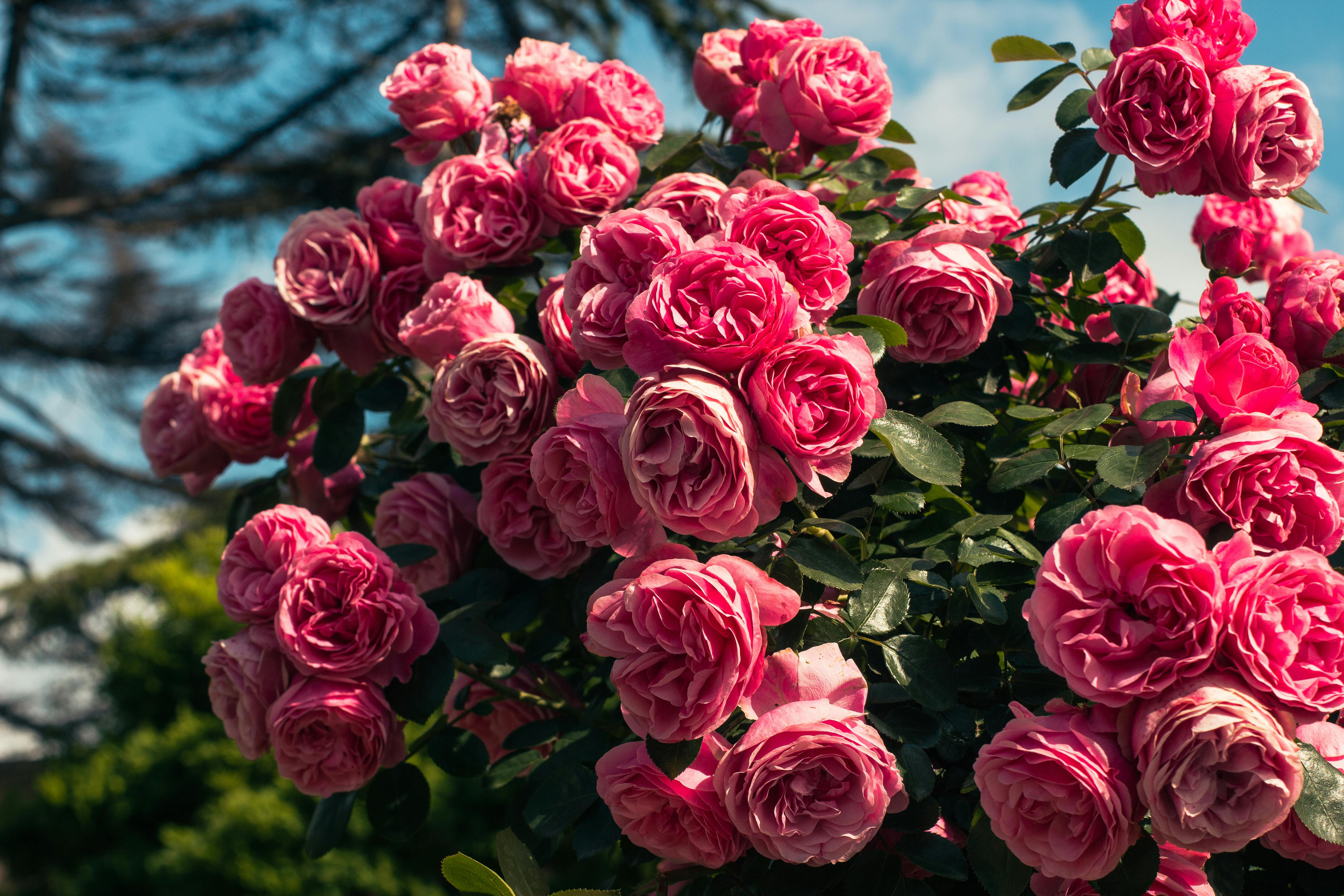 a bush of pink roses in the sun