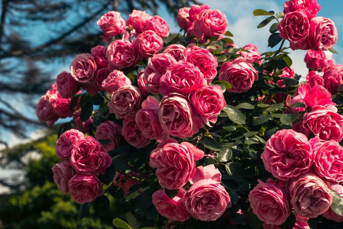Pink Roses Sun A bush of pink roses in the sun · Free Stock Photo