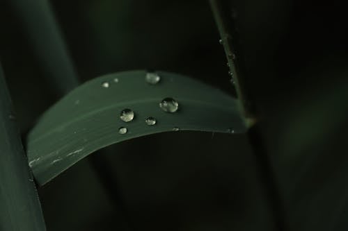 Бесплатное стоковое фото с выборочный фокус, зеленый, капли дождя