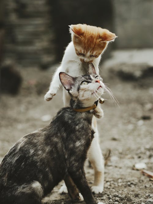 Cat Standing and Cat with Collar