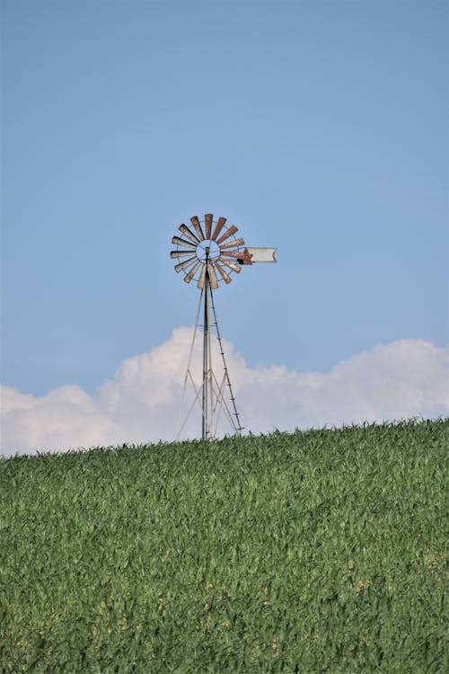 Windrad Auf Einem Maisfeld