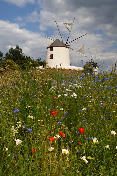 Foto stok gratis alam, bunga-bunga, kincir angin