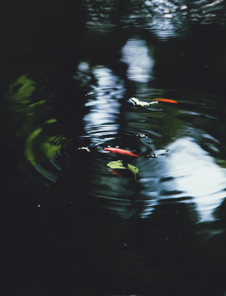 Fish And Leaves In Circle On Water Surface