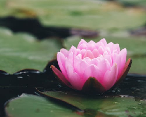 Close-up of a Pink Water Lily 