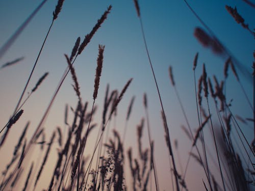 Close up of Thin Grass in Meadow