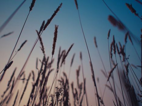 Tranquil view of tall grasses silhouetted against a serene sunset sky.