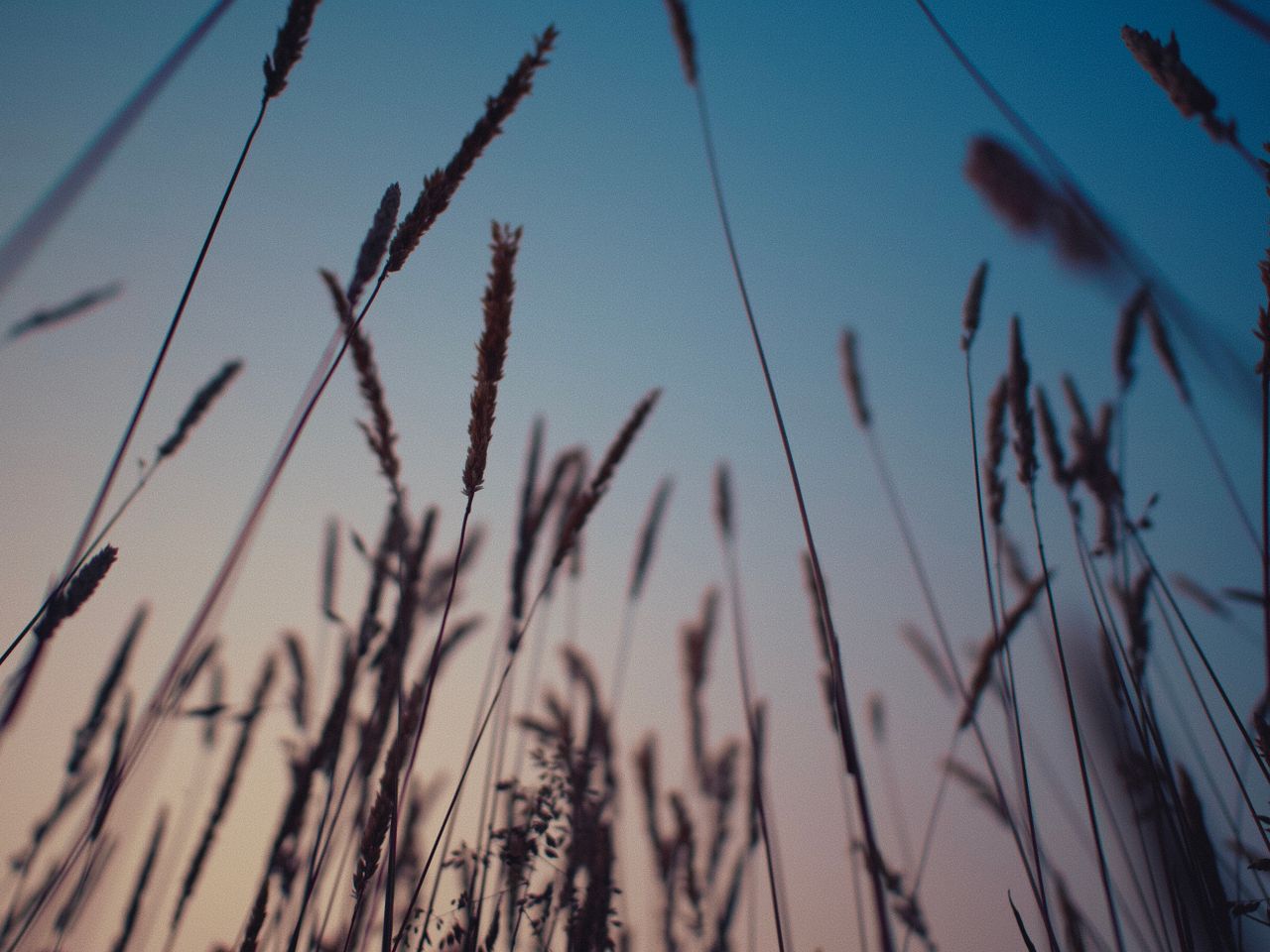 tranquil view of tall grasses silhouetted against a serene sunset sky