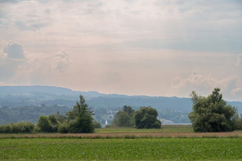 Imagine de stoc gratuită din arbori, câmp, campii