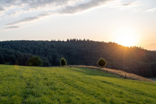 View of a Grass Field and Trees in the Countryside