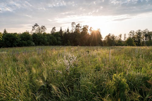 Sunlight over Forest and Grassland