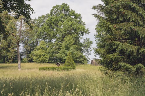 Darmowe zdjęcie z galerii z drzewa, lato, park
