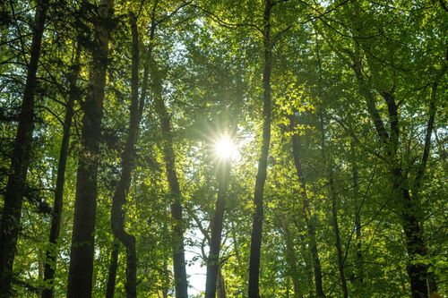 Free Bright sunlight filtering through lush green forest foliage in summer. Stock Photo