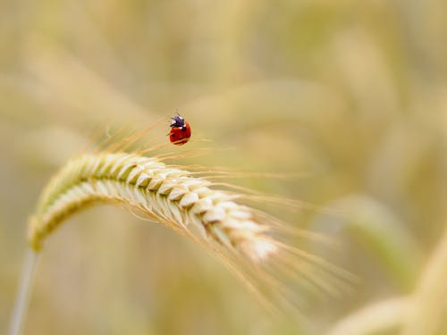 Ladybug on Wheat