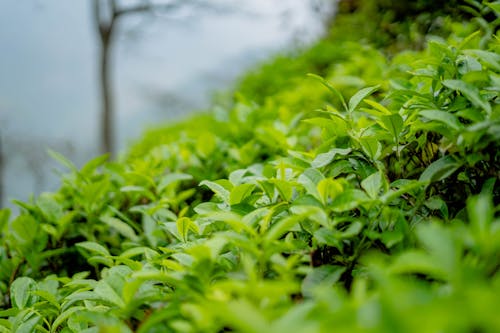 Foto stok gratis belukar, berkebun, bidang